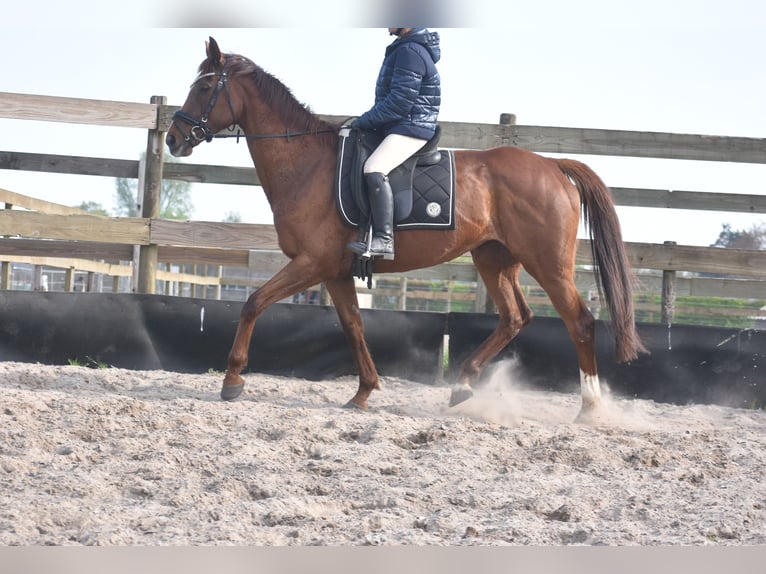 Autres races Jument 13 Ans 158 cm Alezan in Achtmaal