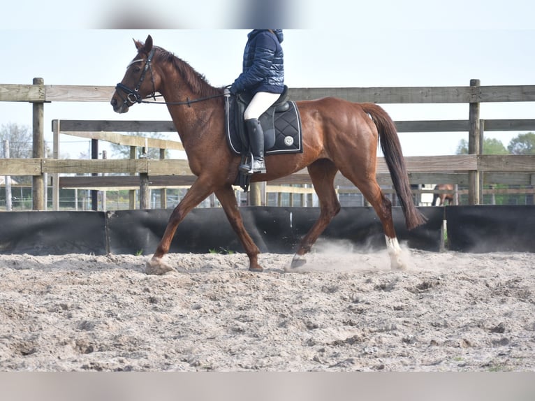 Autres races Jument 13 Ans 158 cm Alezan in Achtmaal