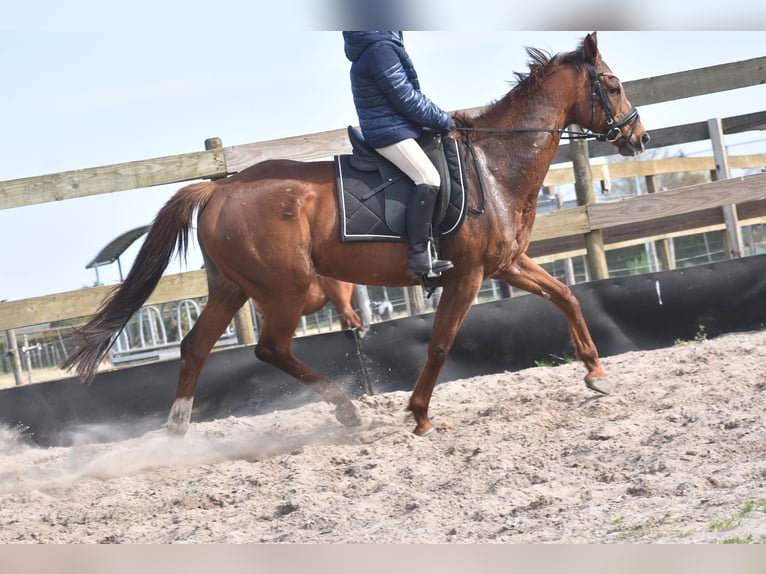 Autres races Jument 13 Ans 158 cm Alezan in Achtmaal