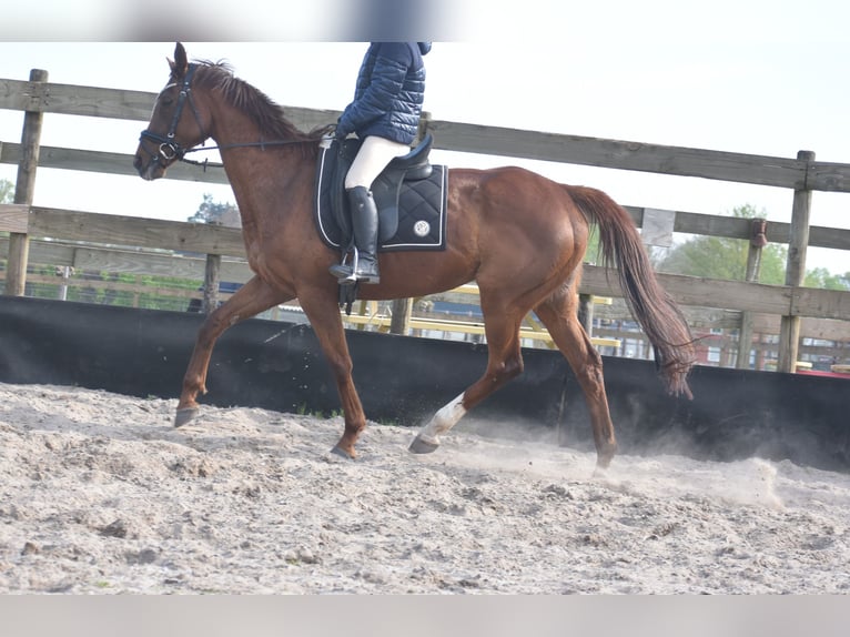 Autres races Jument 13 Ans 158 cm Alezan in Achtmaal