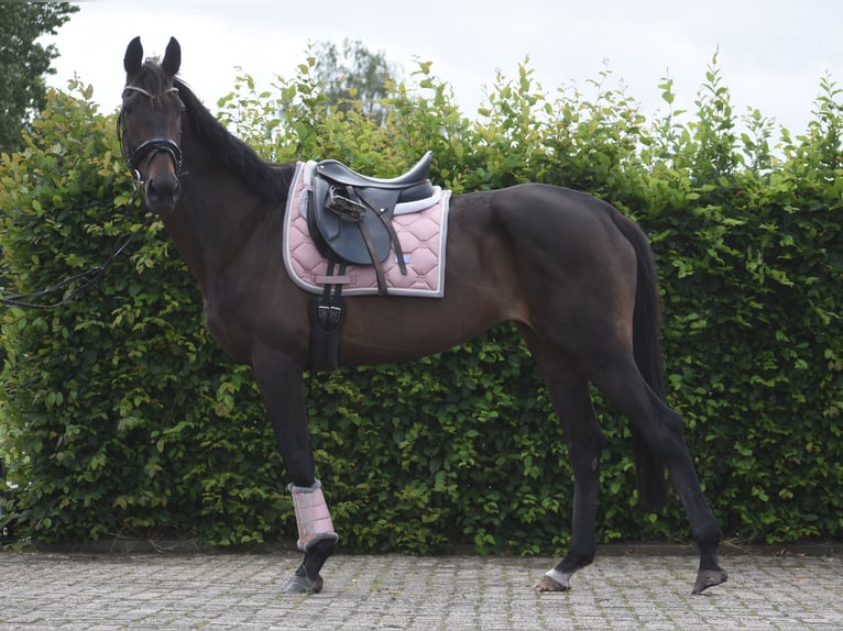 Autres races Jument 13 Ans 158 cm Bai in Achtmaal