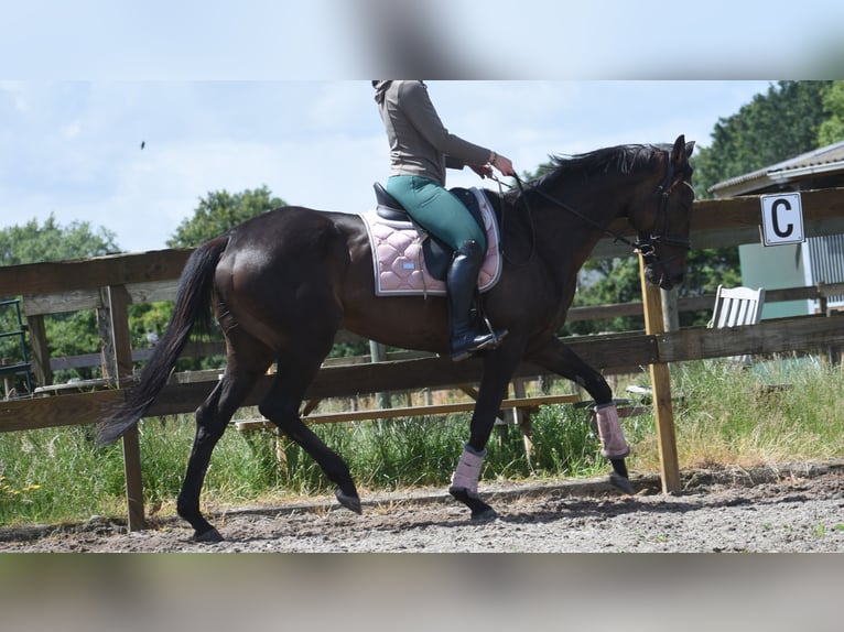 Autres races Jument 13 Ans 158 cm Bai in Achtmaal