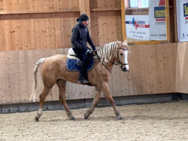 Autres races Jument 13 Ans 160 cm Isabelle in Gontenschwil