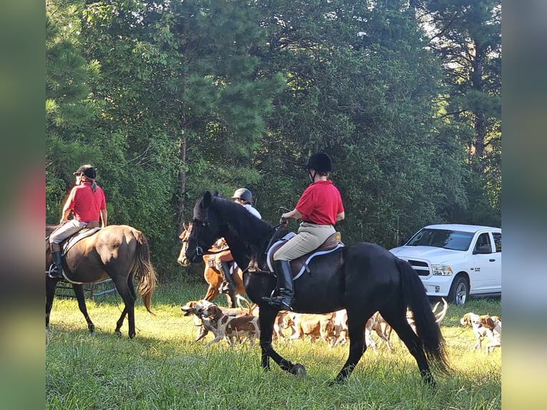 Autres races Jument 13 Ans 160 cm Noir in Monroe, NC