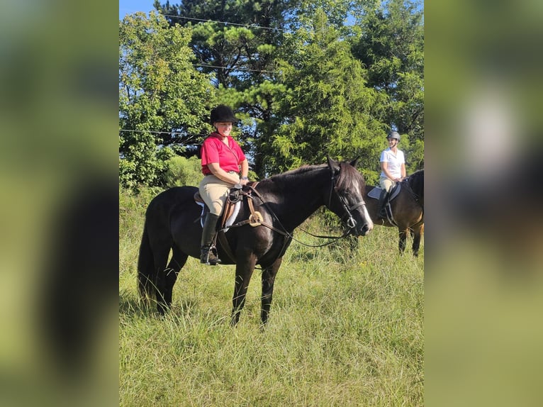 Autres races Jument 13 Ans 160 cm Noir in Monroe, NC