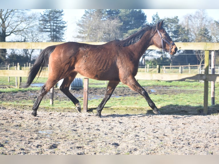 Autres races Jument 13 Ans 164 cm Bai brun in Achtmaal