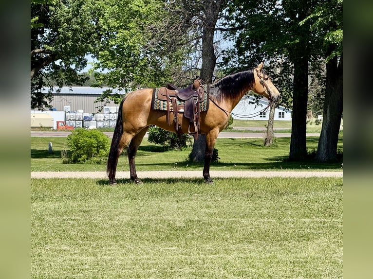 Autres races Jument 13 Ans Buckskin in Cannon Falls