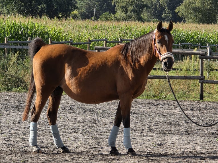 Autres races Jument 14 Ans 144 cm Bai in Hellwege