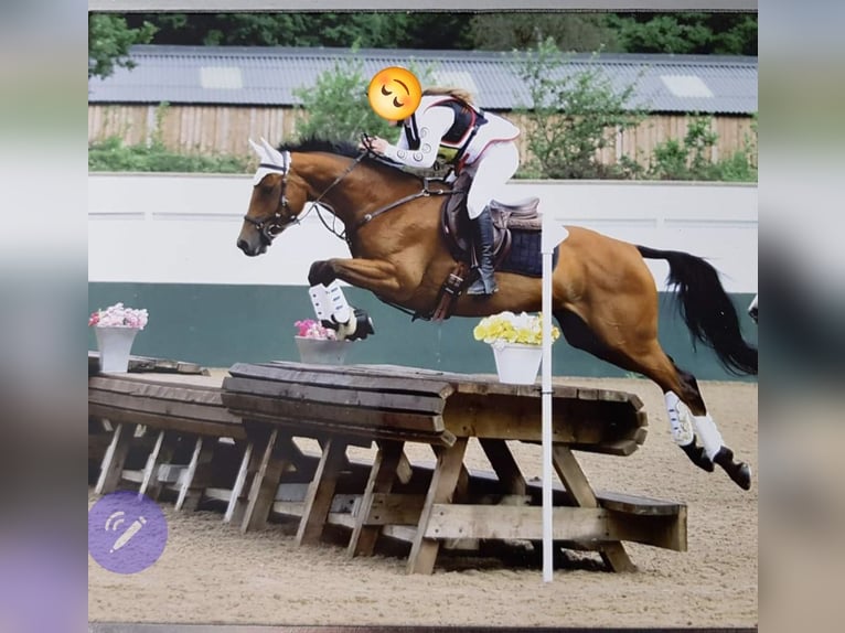 Autres races Jument 14 Ans 152 cm Bai cerise in Oxford