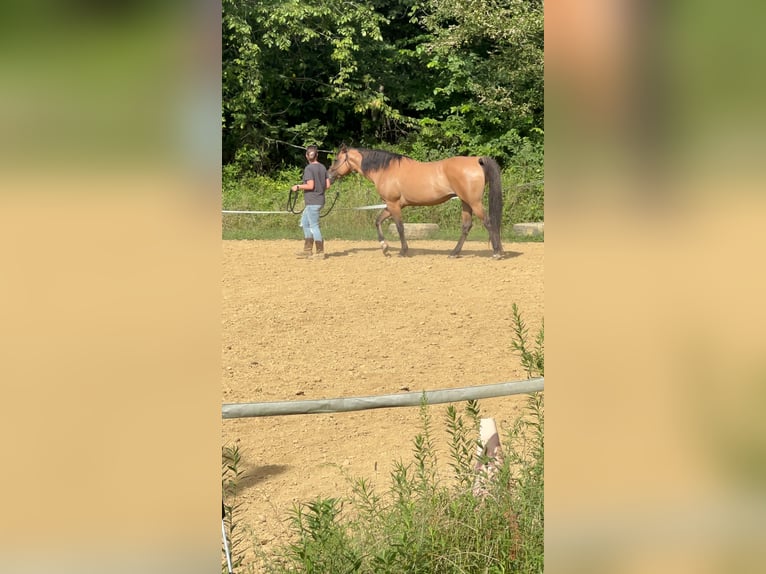 Autres races Jument 14 Ans 152 cm Isabelle in Irwin