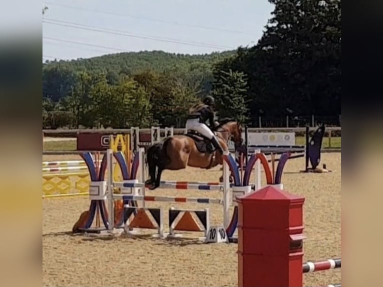 Autres races Jument 14 Ans 154 cm Bai cerise in Oxford