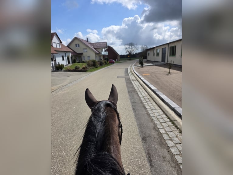 Autres races Jument 14 Ans 155 cm Noir in Ellwangen (Jagst)