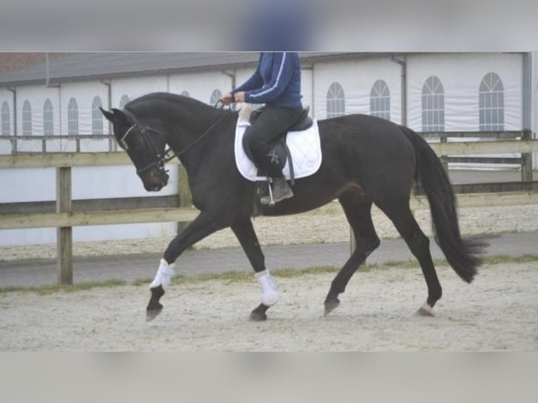 Autres races Jument 14 Ans 166 cm Noir in Breda