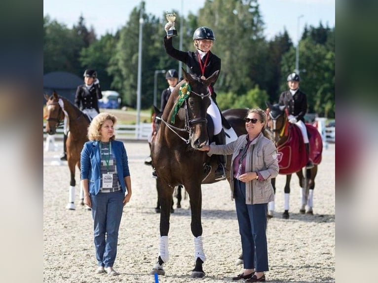 Autres races Jument 14 Ans 172 cm Bai brun in Winterthur