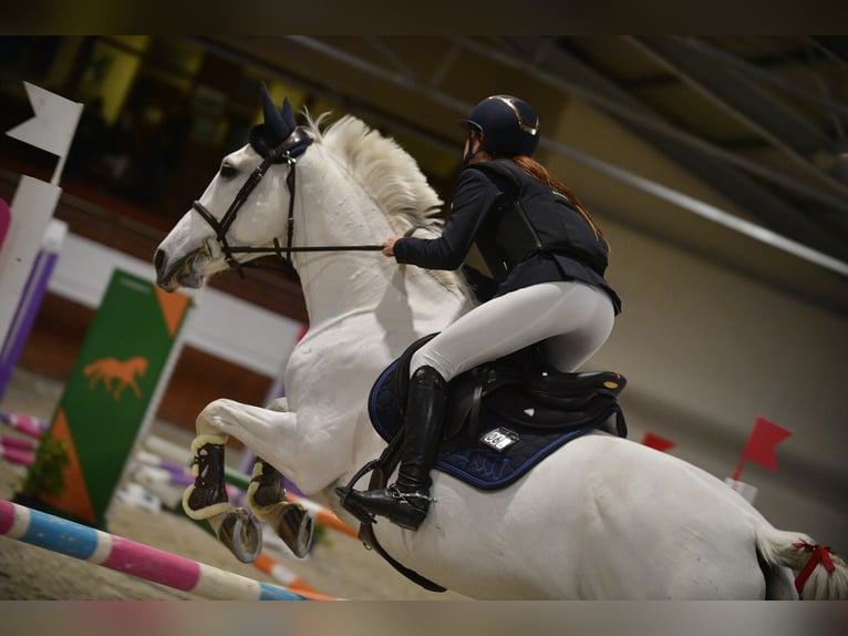 Autres races Jument 14 Ans  in fiume veneto