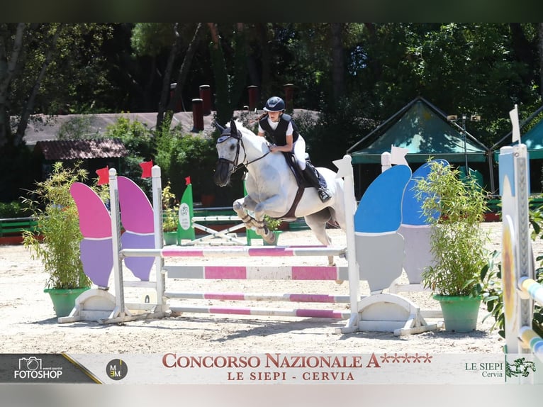 Autres races Jument 14 Ans  in fiume veneto