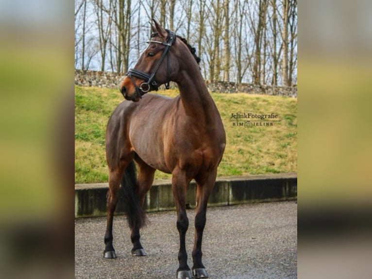 Autres races Jument 15 Ans 147 cm Bai in Nijmegen