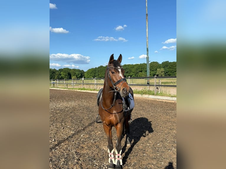 Autres races Jument 15 Ans 147 cm Bai in Nijmegen