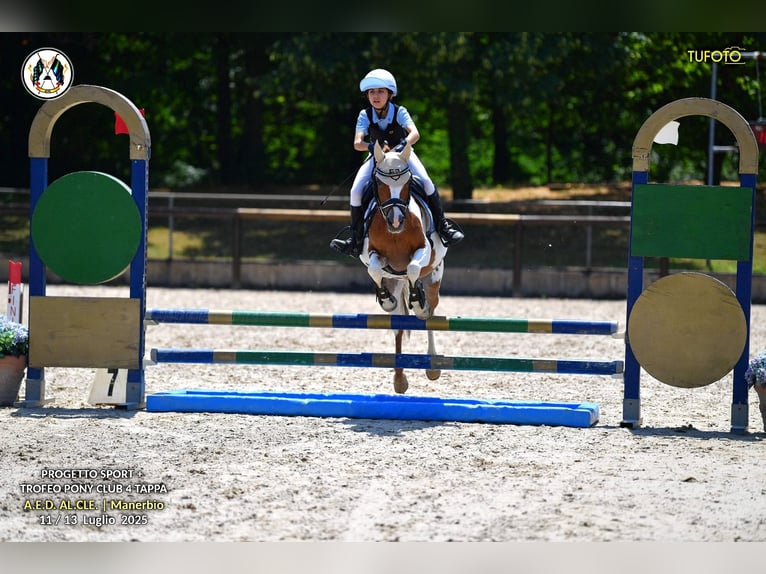 Autres races Jument 16 Ans 127 cm Pinto in Villasanta