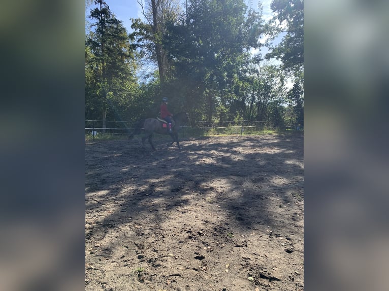 Autres races Jument 16 Ans 133 cm Alezan brûlé in Borken