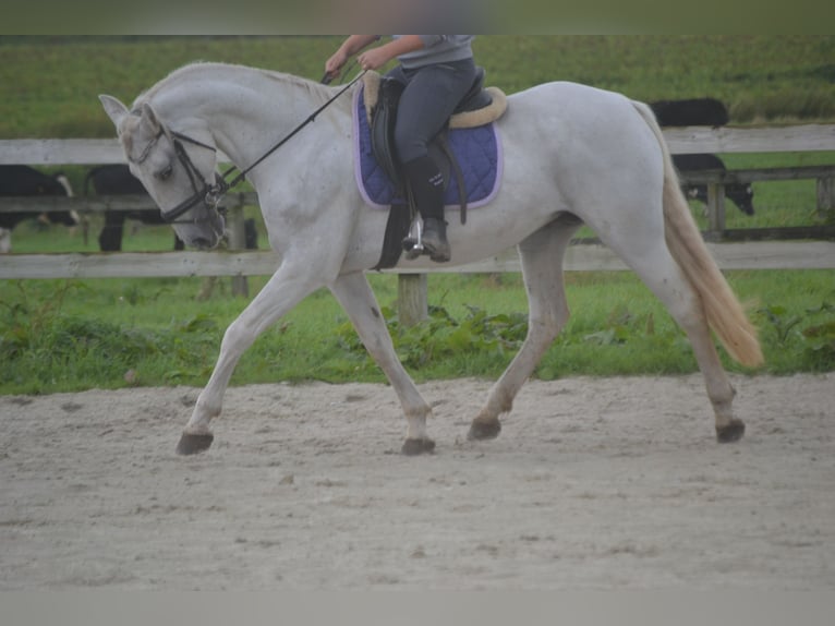 Autres races Jument 16 Ans 154 cm Gris in Breda