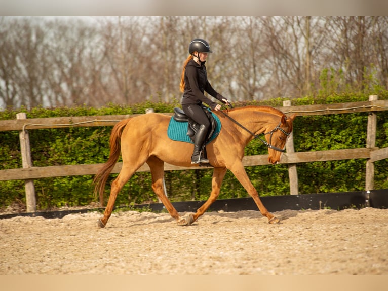 Autres races Croisé Jument 16 Ans 155 cm Alezan in Bilzen