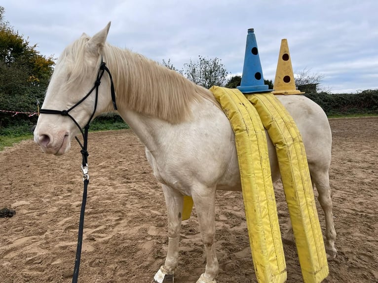 Autres races Jument 16 Ans 155 cm Cremello in Selm