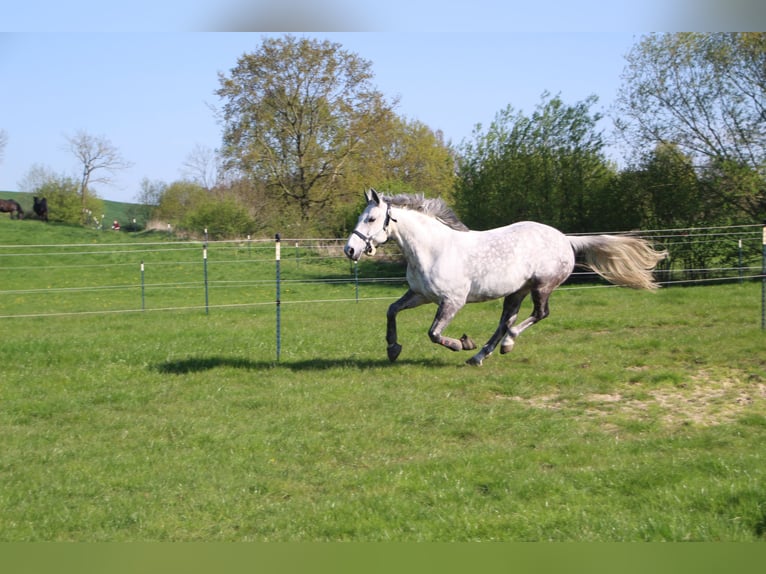Autres races Croisé Jument 16 Ans 156 cm Gris in Selent