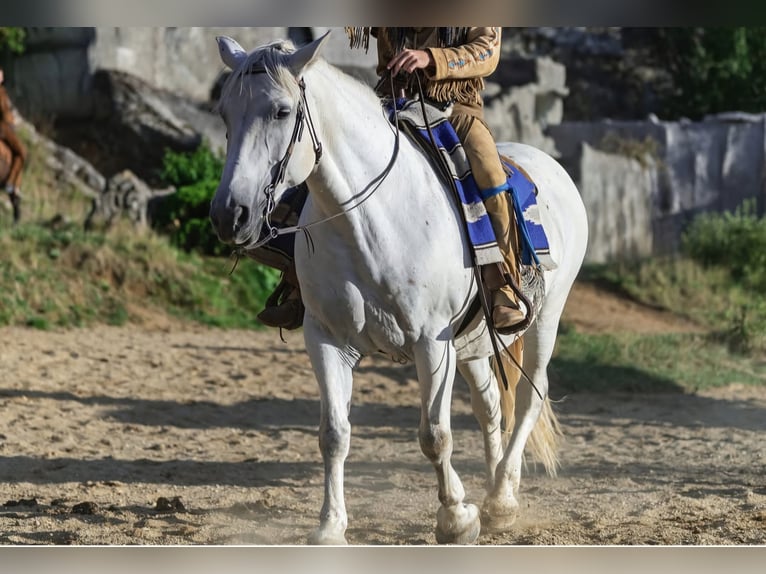 Autres races Jument 16 Ans 160 cm Gris in Graben