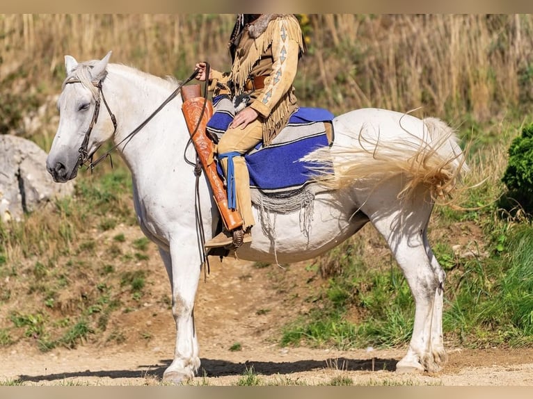 Autres races Jument 16 Ans 160 cm Gris in Graben