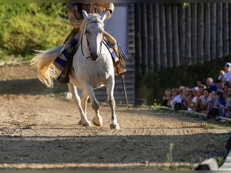 Autres races Jument 16 Ans 160 cm Gris in Graben