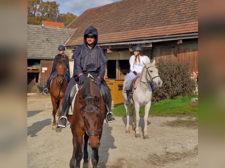 Autres races Croisé Jument 17 Ans 152 cm Gris in Kohfidisch