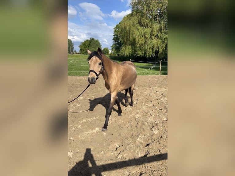 Autres races Jument 18 Ans 148 cm Buckskin in Zwaag