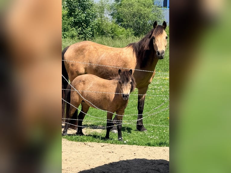 Autres races Jument 18 Ans 148 cm Buckskin in Zwaag