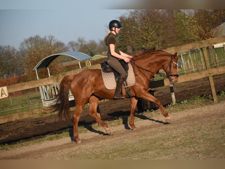 Autres races Jument 18 Ans 160 cm Alezan in Achtmaal