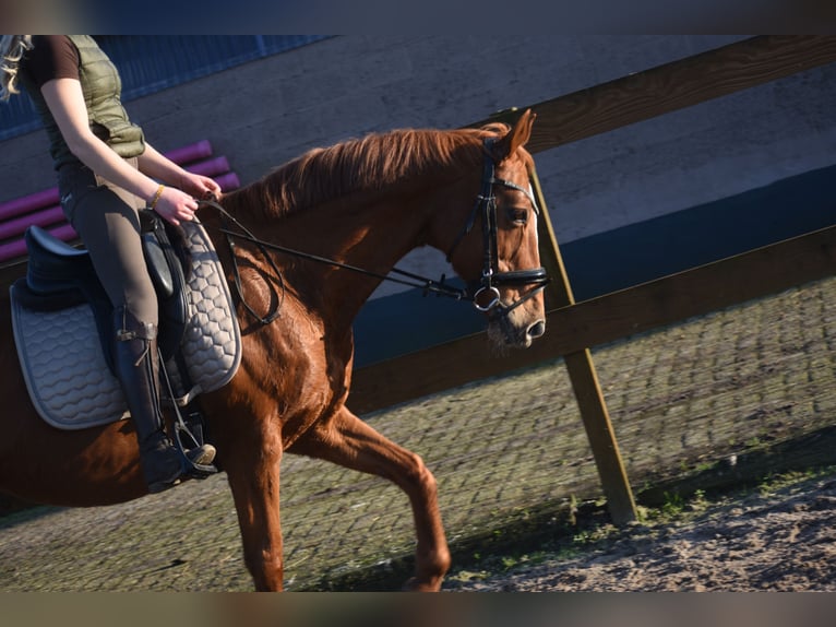 Autres races Jument 18 Ans 160 cm Alezan in Achtmaal