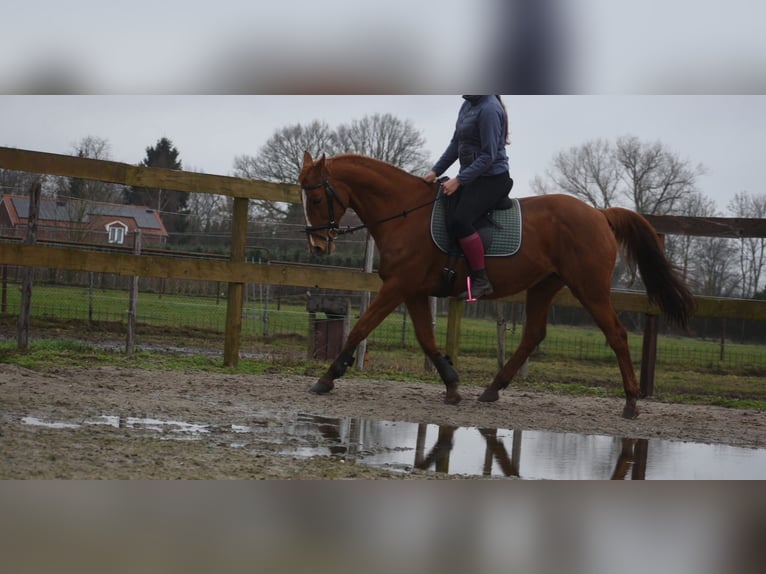 Autres races Jument 19 Ans 160 cm Alezan in Achtmaal