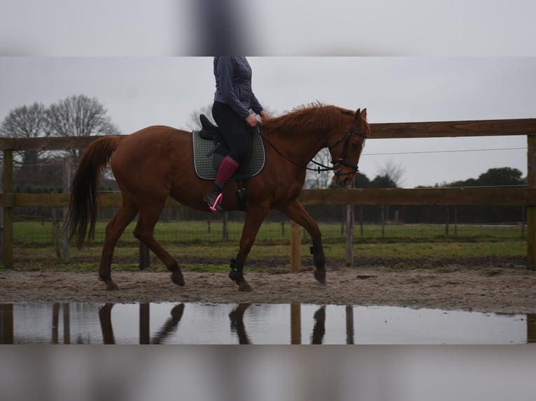 Autres races Jument 19 Ans 160 cm Alezan in Achtmaal