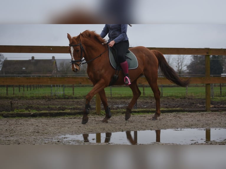 Autres races Jument 19 Ans 160 cm Alezan in Achtmaal