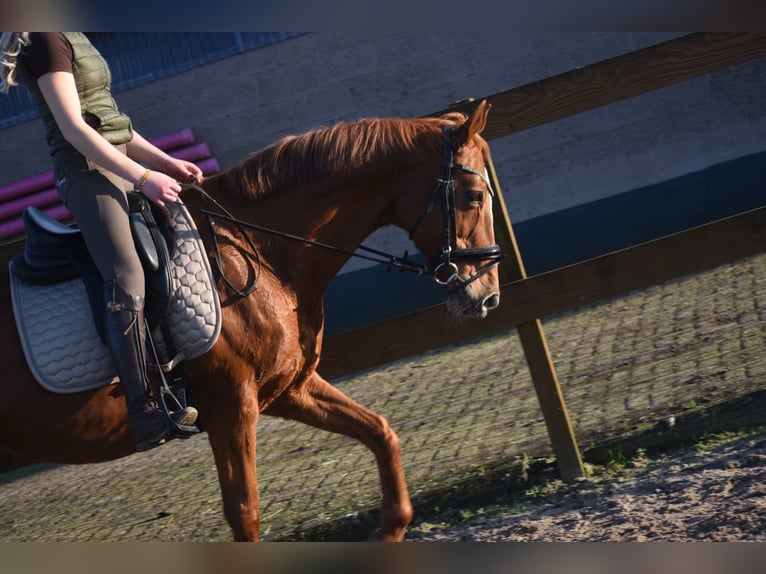 Autres races Jument 19 Ans 160 cm Alezan in Achtmaal