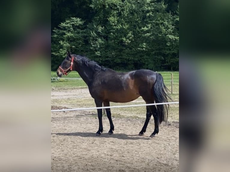 Autres races Croisé Jument 19 Ans 170 cm Bai cerise in Delbruck