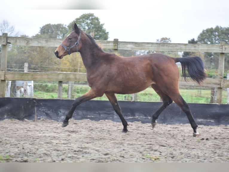 Autres races Jument 1 Année Bai brun in Achtmaal