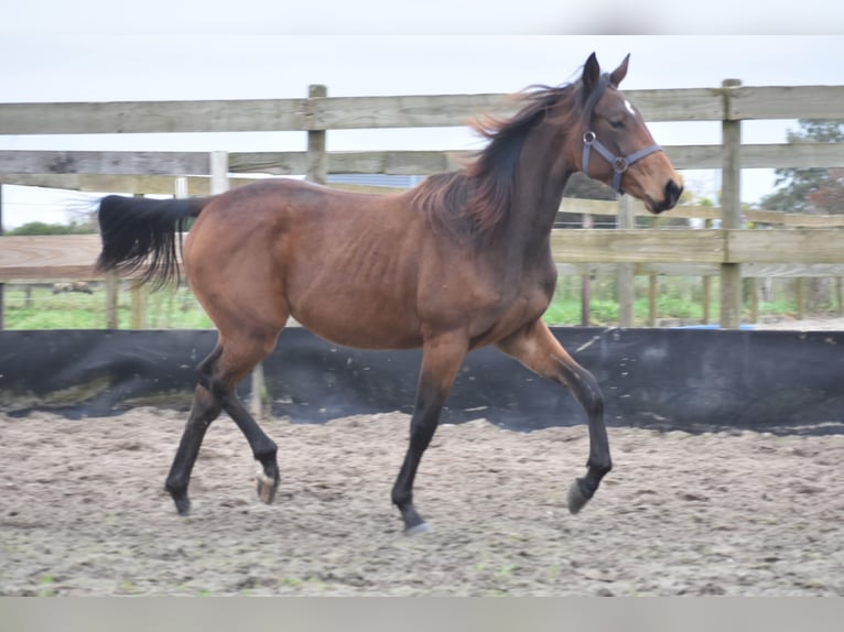 Autres races Jument 1 Année Bai brun in Achtmaal