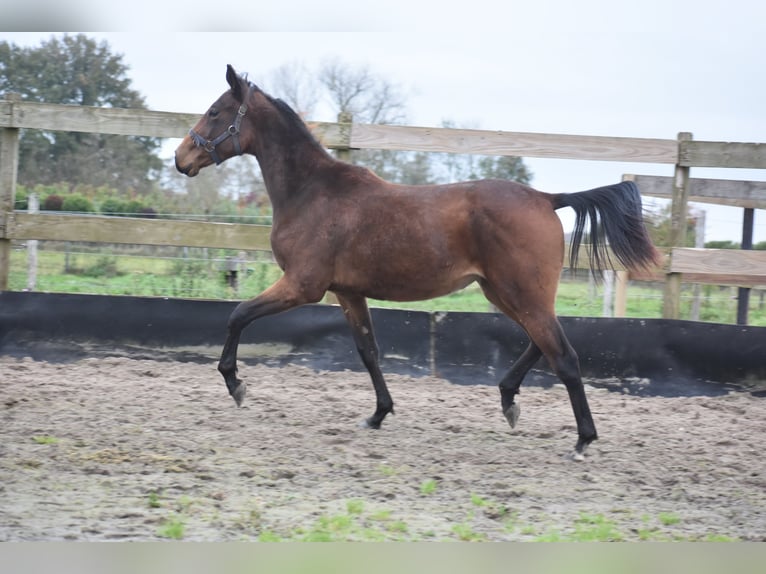 Autres races Jument 1 Année Bai brun in Achtmaal