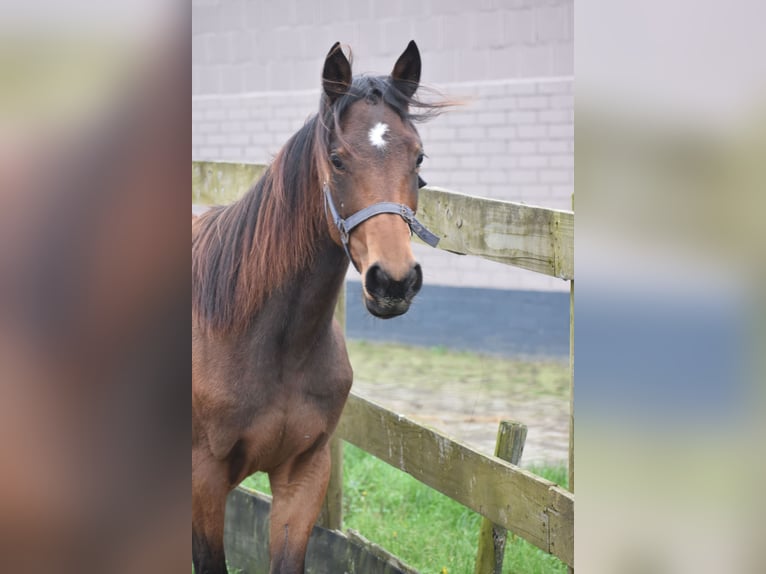 Autres races Jument 1 Année Bai brun in Achtmaal