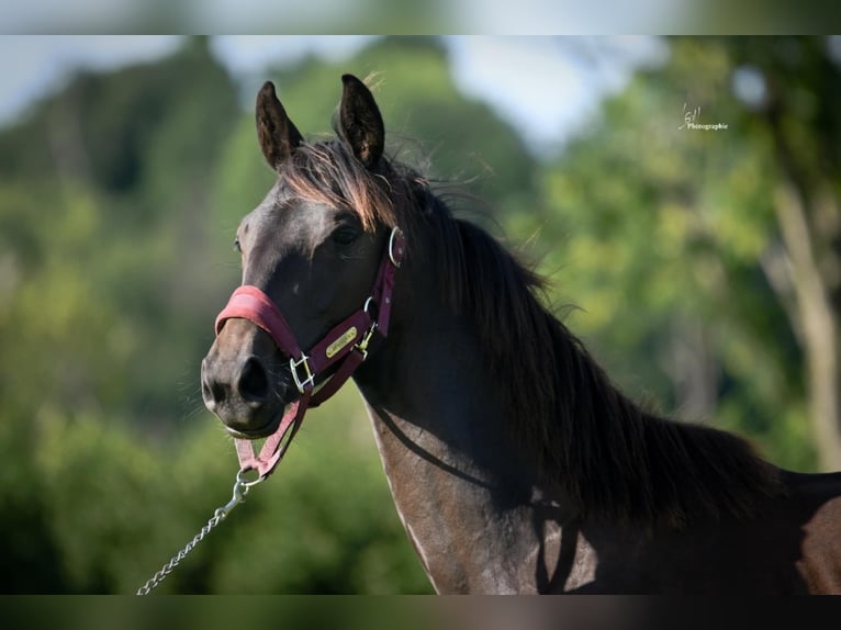 Autres races Jument 1 Année Bai brun foncé in RULLES
