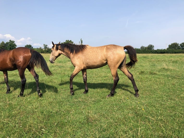 Autres races Jument 1 Année Isabelle in BUSSY-ALBIEUX