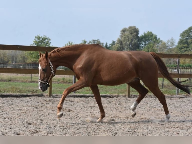 Autres races Jument 20 Ans 152 cm Alezan in Achtmaal