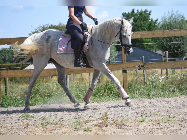 Autres races Jument 20 Ans 162 cm Gris in Achtmaal