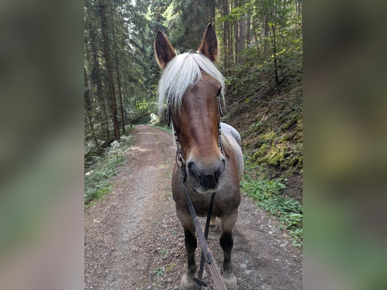 Autres races Jument 21 Ans 160 cm Isabelle in Hausach